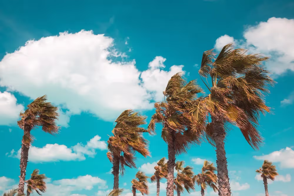 palm trees