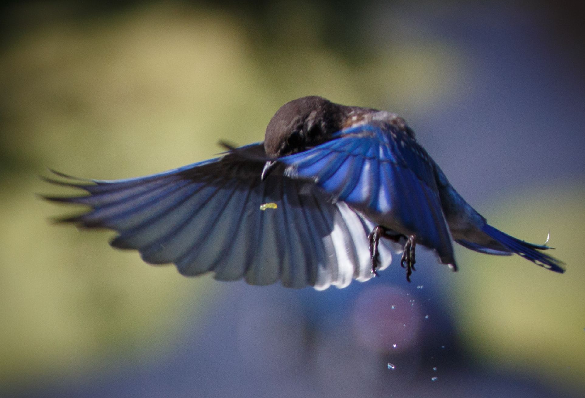 How to get the most out of your bird identification app on your smartphone