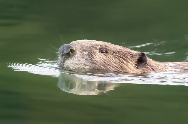 Thumbnail image for "Sound Shark Sample customer story - Beavers" video