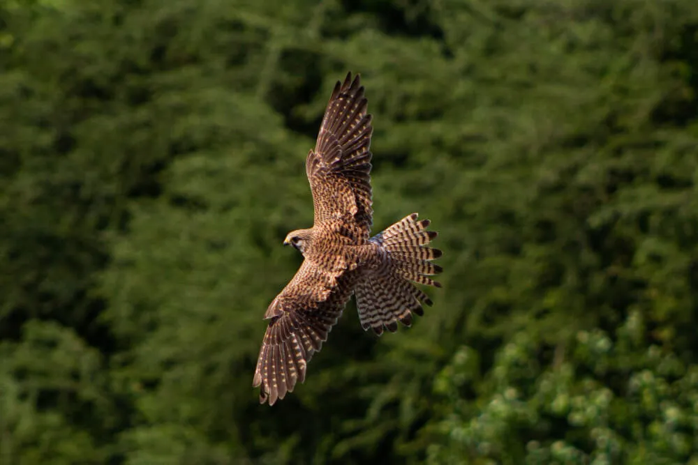 Nature Study and Ornithology